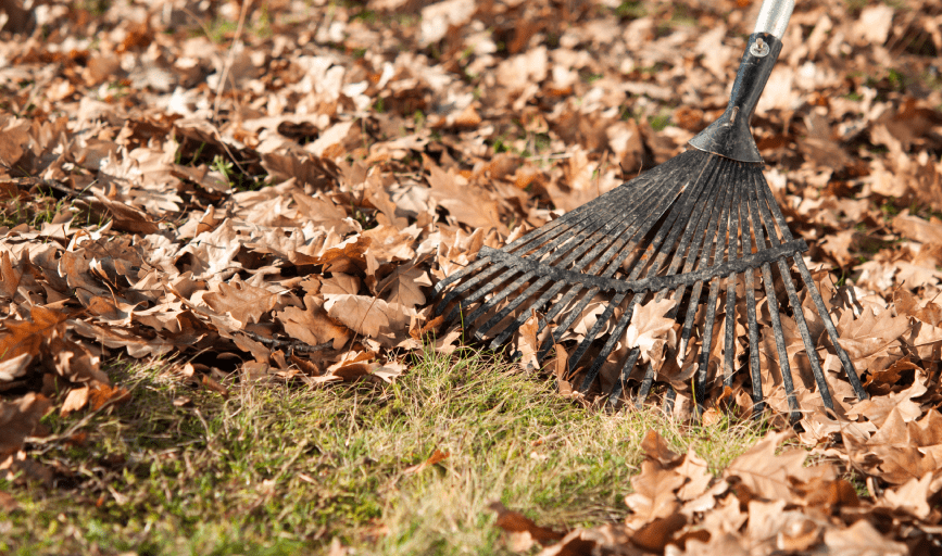 YARD CLEANUP
